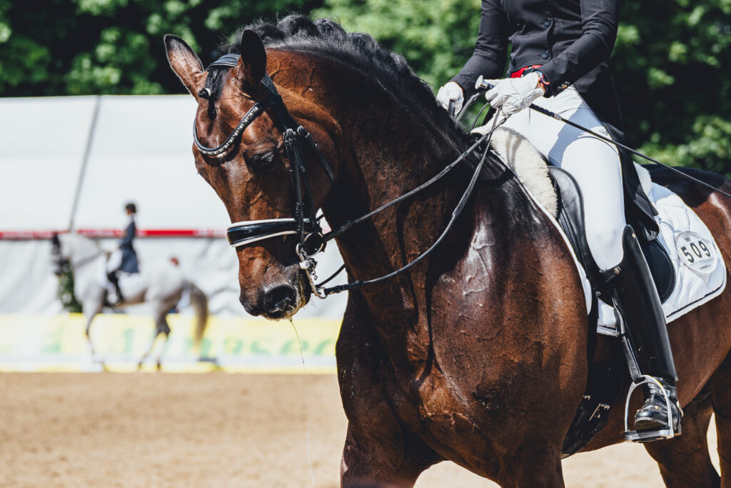 deutsches spring und dressur derby 2024