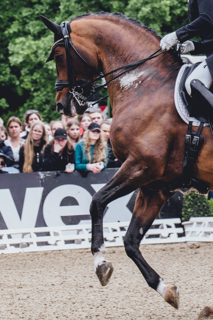 deutsches spring und dressur derby 2023